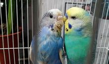 一只虎皮鹦鹉的自述