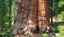 世界上最后一棵树