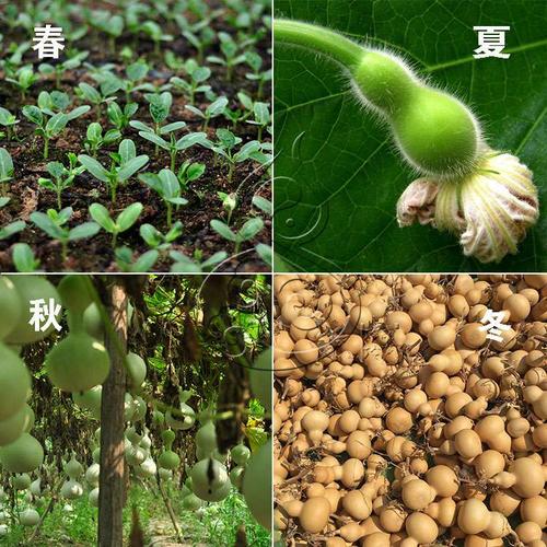 我种下了自我完善的种子