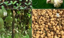 我种下了一颗自强的种子