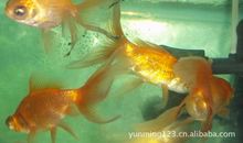 红金鱼与黑金鱼