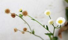 我只是雏菊中的一朵小花作文