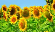 冬天里的向日葵