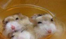 一只仓鼠的自述