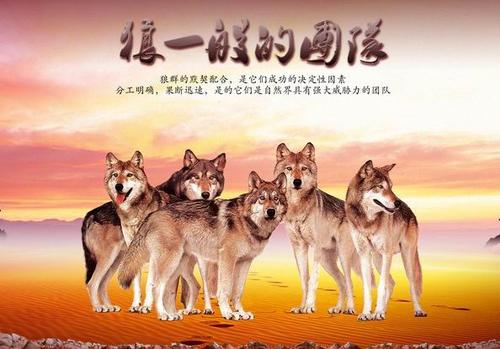 狼的叙述