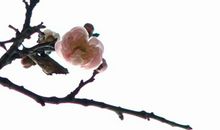 战胜自卑点亮梦想的灯塔