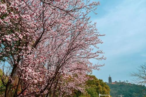 春到Lang山