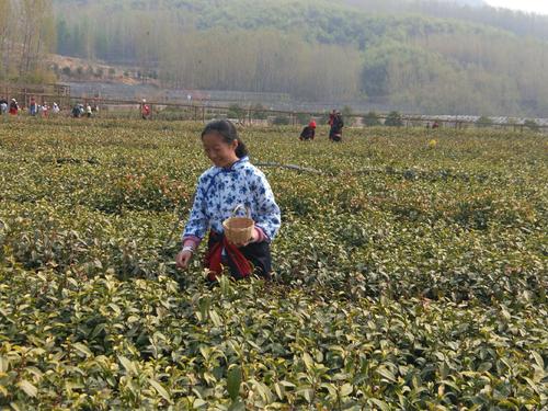 茶园研究之旅