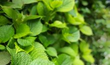 冬日的那一抹绿色