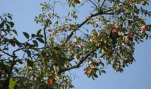 仰望那棵柿子树