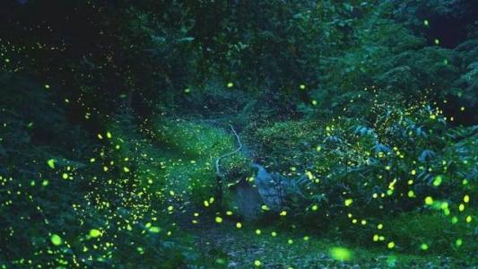 夏夜萤火虫