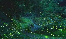 夏夜里的萤火虫