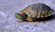 我们家的小乌龟