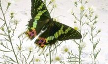 小虫子、蚂蚁、蝴蝶的故事