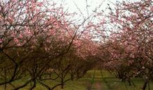 我爱家乡的桃林