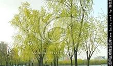 两棵柳树的故事