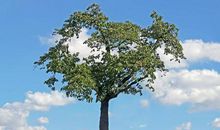 我爱家乡的樱桃树