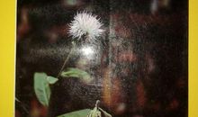 “乌有”里的神秘