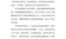 老师的目光作文400字