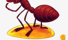 蚂蚁带给我的启示