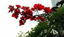 寻找春天的脚步