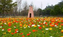 心灵处处茶花开