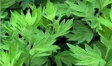 那株野菜带给我的启示