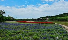 丹樱生态园摄影