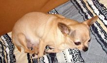 小狗让我欢喜让我忧