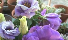 家乡的种花能手