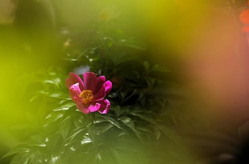 希望花开