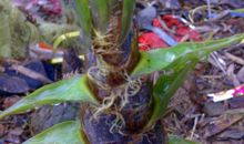 春天的绵绵细雨