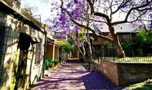 小巷中绽放的花