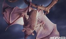 从蝙蝠身上得到启示