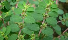 假如我是一棵野草