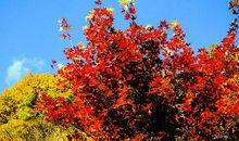 寻找最美的秋叶