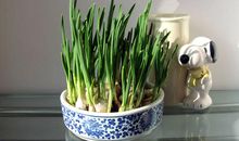 水培大蒜观察日记