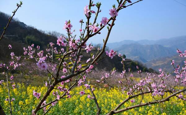 家乡桃花林