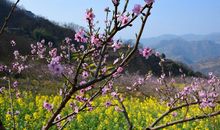 家乡的桃花林