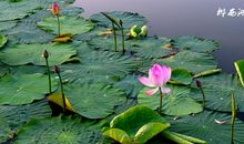 新荷初绽的那一刻