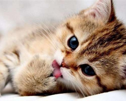 小猫的生活