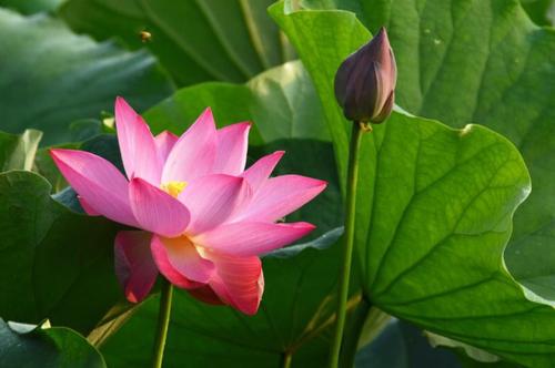 心中的莲花