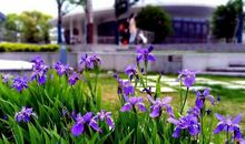 不起眼的看花人