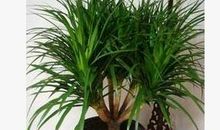 我爱家中的铁树