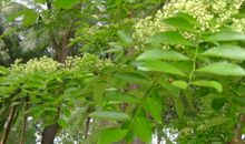 我为老槐树喝彩