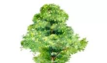 写给皮皮的一封信