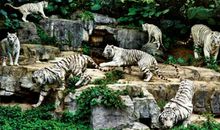 长隆野生动物世界游