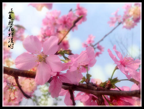 樱花盛开时