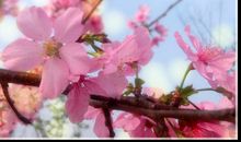 正是樱花烂漫时