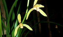 生活犹如兰花香